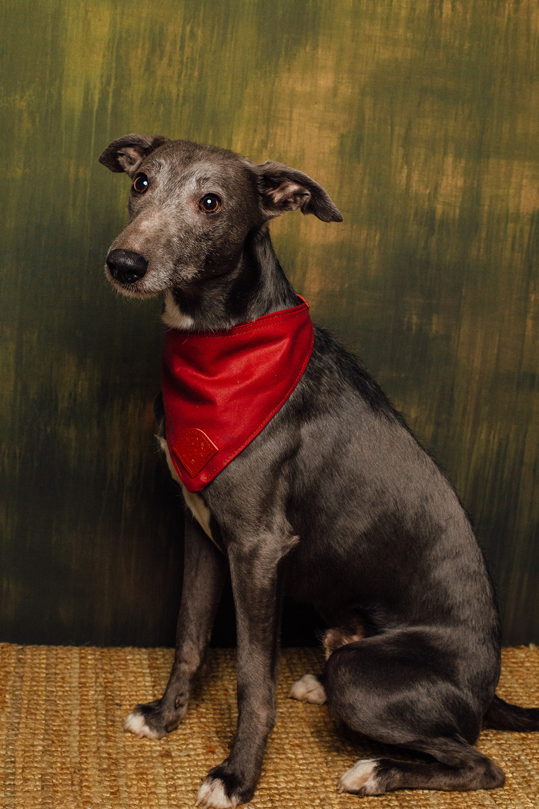 Dog deals wearing bandana