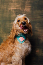 Load image into Gallery viewer, Dog Collar + Bandana Combo made bespoke