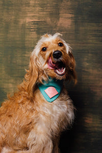 Dog Collar + Bandana Combo made bespoke