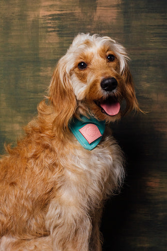 Barkby Wax cotton dog Bandana - collar fasten